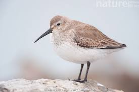 Attēlu rezultāti vaicājumam “Calidris alpina”
