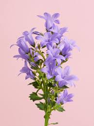 Image result for Campanula affinis