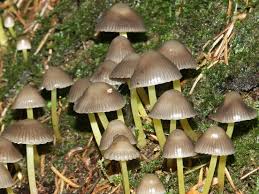 Attēlu rezultāti vaicājumam “Mycena viscosa”