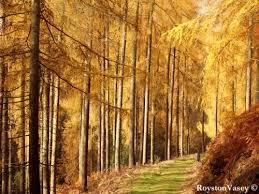 Attēlu rezultāti vaicājumam “Larix decidua var. polonica”