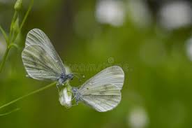 Attēlu rezultāti vaicājumam “Leptidea sinapis”