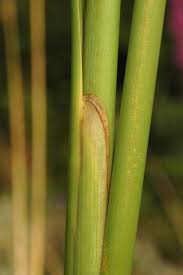 Attēlu rezultāti vaicājumam “Typha angustifolia  leaf”