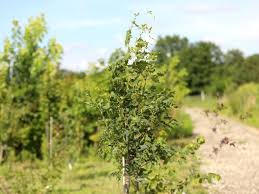 Attēlu rezultāti vaicājumam “Tilia platyphyllos Laciniata”