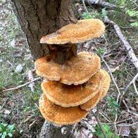 Attēlu rezultāti vaicājumam “Inonotus rheades”