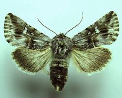 Attēlu rezultāti vaicājumam “Calophasia lunula”