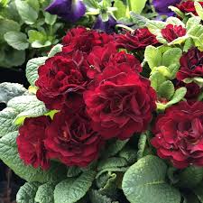 Attēlu rezultāti vaicājumam “Primula veris var. rubra flower”