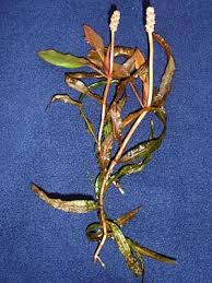 Attēlu rezultāti vaicājumam “Potamogeton gramineus”