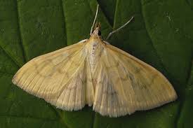 Attēlu rezultāti vaicājumam “Paratalanta hyalinalis”