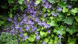 Image result for Campanula isophylla