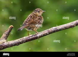 Attēlu rezultāti vaicājumam “Prunella modularis”