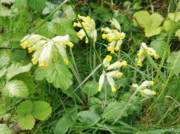 Attēlu rezultāti vaicājumam “Primula veris leaf”
