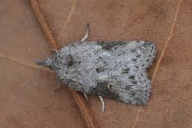 Attēlu rezultāti vaicājumam “Nycteola sp.”