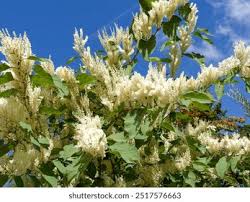 Attēlu rezultāti vaicājumam “Reynoutria japonica flower”