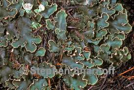 Attēlu rezultāti vaicājumam “Peltigera malacea”