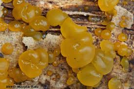 Attēlu rezultāti vaicājumam “Dacrymyces stillatus”