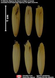 Attēlu rezultāti vaicājumam “Avena sativa fruit”