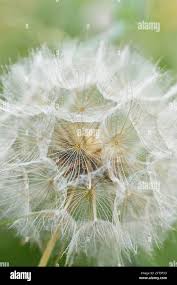 Attēlu rezultāti vaicājumam “Tragopogon pratensis subsp. pratensis fruit”