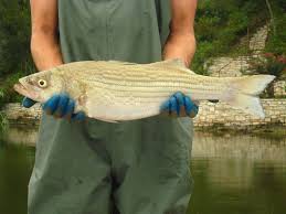 Image result for Morone saxatilis