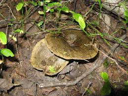 Attēlu rezultāti vaicājumam “Lactarius necator”