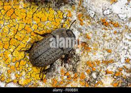 Attēlu rezultāti vaicājumam “Opatrum sabulosum”