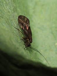 Attēlu rezultāti vaicājumam “Metylophorus nebulosus”