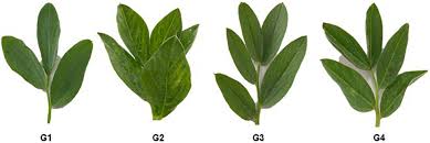 Attēlu rezultāti vaicājumam “Vicia faba leaf”