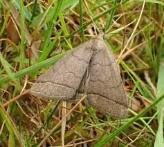 Attēlu rezultāti vaicājumam “Zanclognatha tarsipennalis”