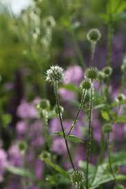 Image result for Dipsacus pilosus