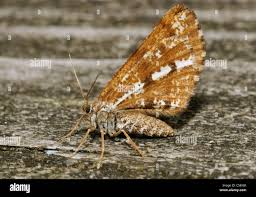 Attēlu rezultāti vaicājumam “Bupalus piniaria male”