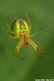 Attēlu rezultāti vaicājumam “Araniella”