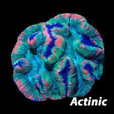 Attēlu rezultāti vaicājumam “Trachyspora intrusa”