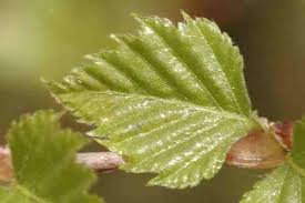 Attēlu rezultāti vaicājumam “Acalitus longisetosus”