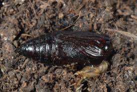 Attēlu rezultāti vaicājumam “Orthosia larvae”