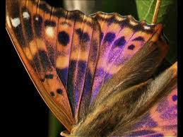 Attēlu rezultāti vaicājumam “Apatura ilia underside”