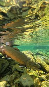 Image result for Salvelinus confluentus