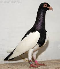 Attēlu rezultāti vaicājumam “Columba livia f. domestica adult”