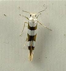 Attēlu rezultāti vaicājumam “Argyresthia semifusca”