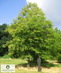 Attēlu rezultāti vaicājumam “Tilia platyphyllos subsp. cordifolia”