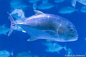 Image result for Caranx ignobilis