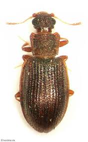 Attēlu rezultāti vaicājumam “Latridiidae”