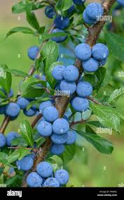 Attēlu rezultāti vaicājumam “Prunus spinosa fruit”