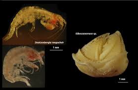 Attēlu rezultāti vaicājumam “Tubifera applanata macro”