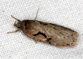 Attēlu rezultāti vaicājumam “Semioscopis steinkellneriana”