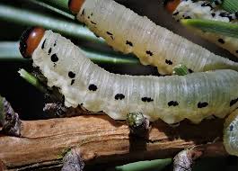 Attēlu rezultāti vaicājumam “Diprion pini female”