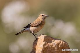 Image result for Oenanthe hispanica