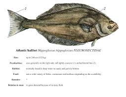 Image result for Hippoglossus hippoglossus