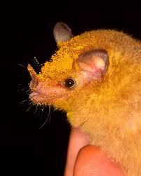 Attēlu rezultāti vaicājumam “Badhamia bethelii macro”