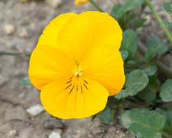 Image result for Viola x wittrockiana `Hiemalis`