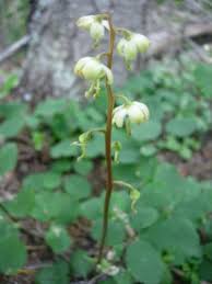 Attēlu rezultāti vaicājumam “Pyrola chlorantha”