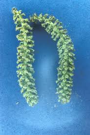 Attēlu rezultāti vaicājumam “Juglans cinerea flower”